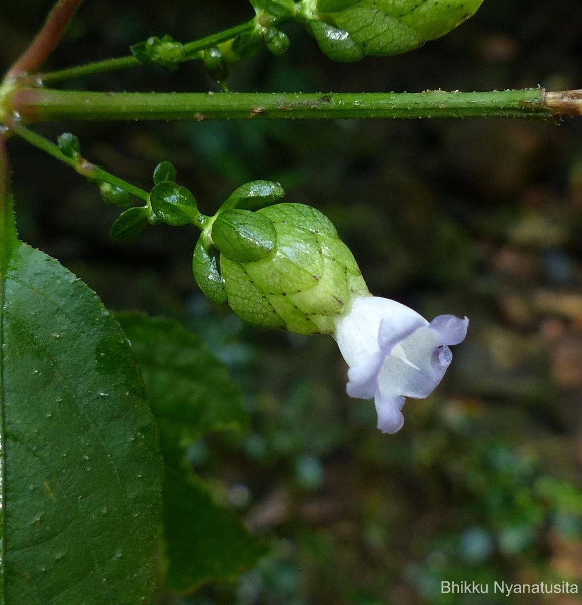 Strobilanthes lupulina Nees